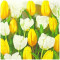 Servetele Tulips L521200-IHR
