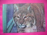 HOPCT 10905 RASUL CARPATIC -LYNX LYNX -FAUNA-ROMANIA -NECIRCULATA