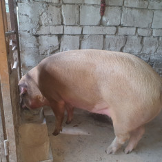 Porc de vanzare.