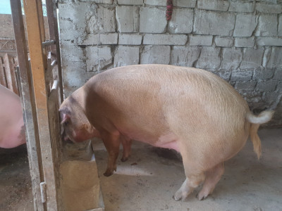 Porc de vanzare. foto