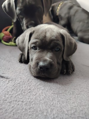 Cane corso foto