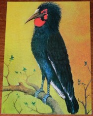 carte postala muzeul antipa pasari pasare rinocer africana