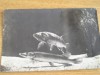 QW24 C - Carte postala - tematica turism - vedere - Constanta 19, Circulata, Fotografie