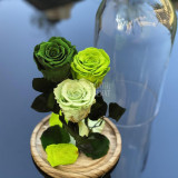 3 Trandafiri Criogenati 3 nuante de verde &Oslash;6,5cm 17x28cm
