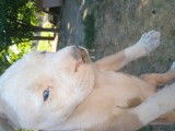 Vand pui american bully