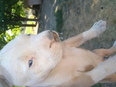Vand pui american bully