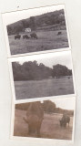 bnk foto Hateg - Rezervatia de zimbrii - 1967-1968