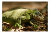 Tablou Canvas, "Iguana printre frunze uscate", Verde, Solzi, Natură, Iguana, Lumină, Frunze, Relaxare, Detaliu, 39 x 26 cm, CMCLASS