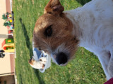 Jack russel terrier, Royal Canin