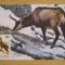 C12 - maxima Romania - tematica animale 2 - prima zi a emisiunii sau expozitii