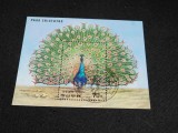 Coreea de Nord (DPR Korea) 1999 &ndash; Coliță Păun Indian (Pavo cristatus) Ștampilată -A61