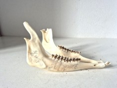 (2) Trofeu vanatoare mandibula caprior vintage 1995 lungime 16cm craniu os natural colectie taxidermie decor rustic
