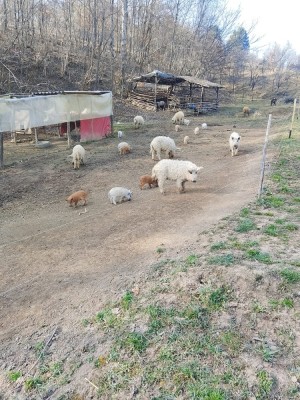 Purcei Mangalița foto