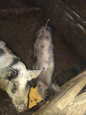 V&amp;acirc;nd purcei foto