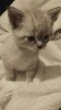 V&acirc;nd pui de pisica rasa British Shorthair