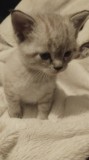 V&acirc;nd pui de pisica rasa British Shorthair