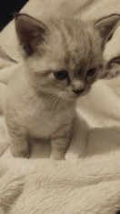 V&acirc;nd pui de pisica rasa British Shorthair