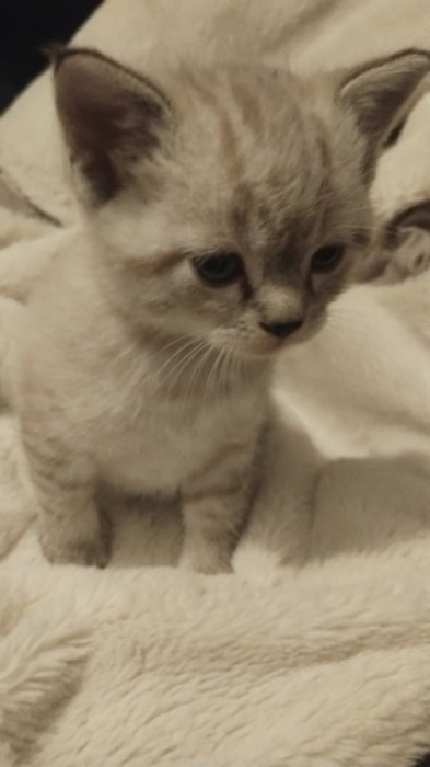 V&acirc;nd pui de pisica rasa British Shorthair