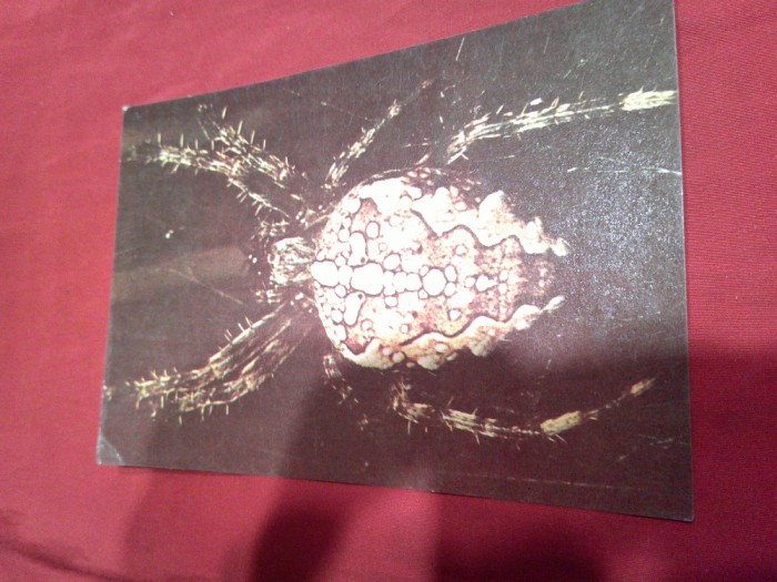 Ilustrata Romania - Insecte- Paianjenul cu cruce - Muzeul Harghita