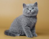 Fetițe și băieței British Shorthair