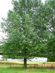 Plop american (Populus canadensis) foto