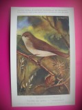 HOPCT 6273 SYLVIA BORIN BORIN -PASARI-FAUNA EUROPA-CP CHROMO LITHO -MUZEUL REGAL STIINTE NATURALE BELGIA-NECIRCULATA, Printata