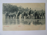 Carte postala necirculata Ceylon(Sri Lanka)-Elefanți circa 1915, Printata