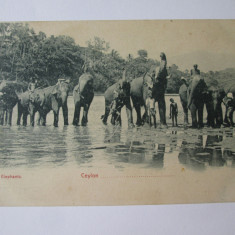 Carte postala necirculata Ceylon(Sri Lanka)-Elefanți circa 1915