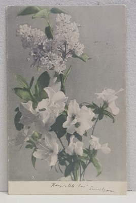 EMIL GARLEANU CATRE ELIZA XENOPOL * , CARTE POSTALA ILUSTRATA , FLORI DE PRIMAVARA , , CLASICA , CIRCULATA , 1902 foto