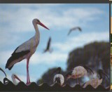 CPI B 12099 CARTE POSTALA - BARZA ALBA (CICONIA CICONIA)