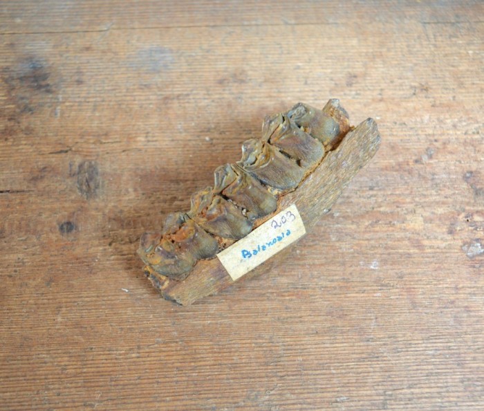 Mandibula de ierbivor Pliocen