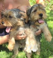 Yorkshire terrier