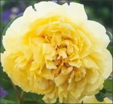 Bujor galben Yellow Crown - este hibrid cu flori mari, parfumate - planta la ghiveci, Casa