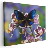 Tablou fluture albastru pe orhidee 1585 Tablou canvas pe panza CU RAMA 70x100 cm