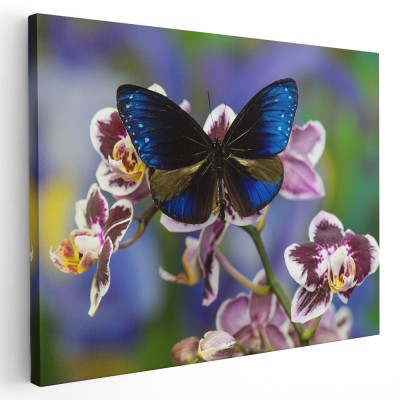 Tablou fluture albastru pe orhidee 1585 Tablou canvas pe panza CU RAMA 60x80 cm foto