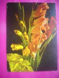 HOPCT 11506 IP- GLADIOLE -CP FELICITARE FLORI- ROMANIA-NECIRCULATA