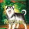 Kodiak (the Puppy Place #56)