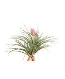 Plantă aeriana, Tillandsia Silver, Medie, 10 x 12 cm