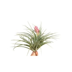 Plantă aeriana, Tillandsia Silver, Medie, 10 x 12 cm
