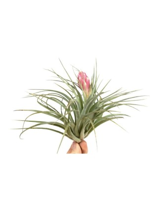 Plantă aeriana, Tillandsia Silver, Medie, 10 x 12 cm foto