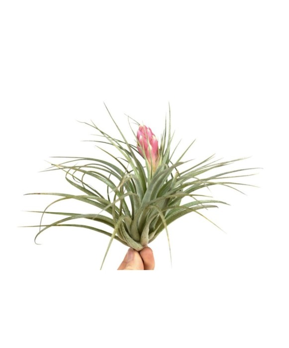 Plantă aeriana, Tillandsia Silver, Medie, 10 x 12 cm