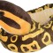 Sarpe BALL PYTHON