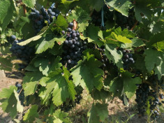 Struguri pentru vin merlot foto