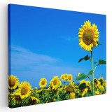 Tablou peisaj floarea soarelui Tablou canvas pe panza CU RAMA 70x100 cm