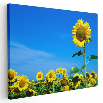 Tablou peisaj floarea soarelui Tablou canvas pe panza CU RAMA 40x60 cm foto