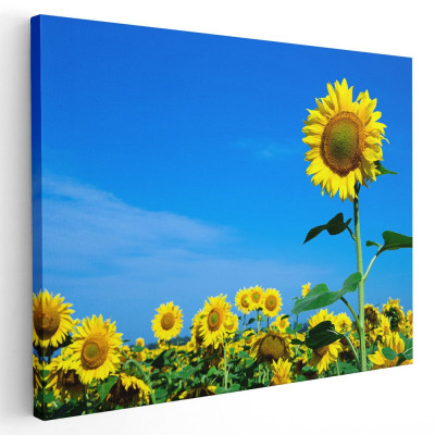 Tablou peisaj floarea soarelui Tablou canvas pe panza CU RAMA 30x40 cm foto