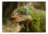 Tablou Canvas, "Reptila verde privire pătrunzătoare", Verde, Solzi, Ochi, Iguana, Natură, Textură, Detaliu, Reptilă, 39 x 26 cm, CMCLASS