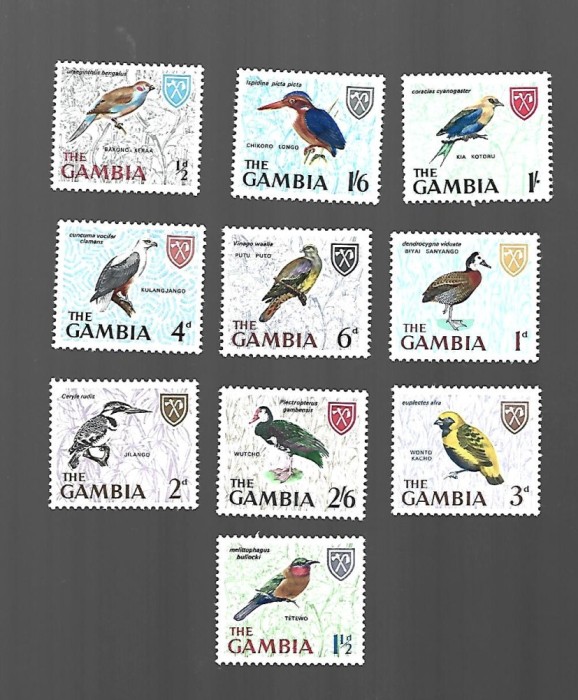gambia pasari incomplecta sarniera
