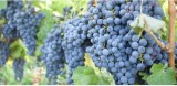 Vand vin de casa