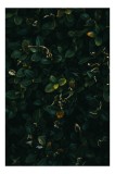 Tablou Canvas, "Frunziș dens &icirc;n lumina amurgului", Frunziș, Verde, &Icirc;ntuneric, Natură, Textură, Răcoare, Umbră, Mister, Organic, Eleganță, 26 x 39 cm,